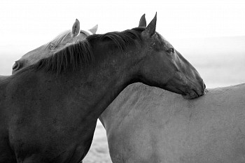 Andrea Bonfils -&nbsp;Hugs Ed. 1/12